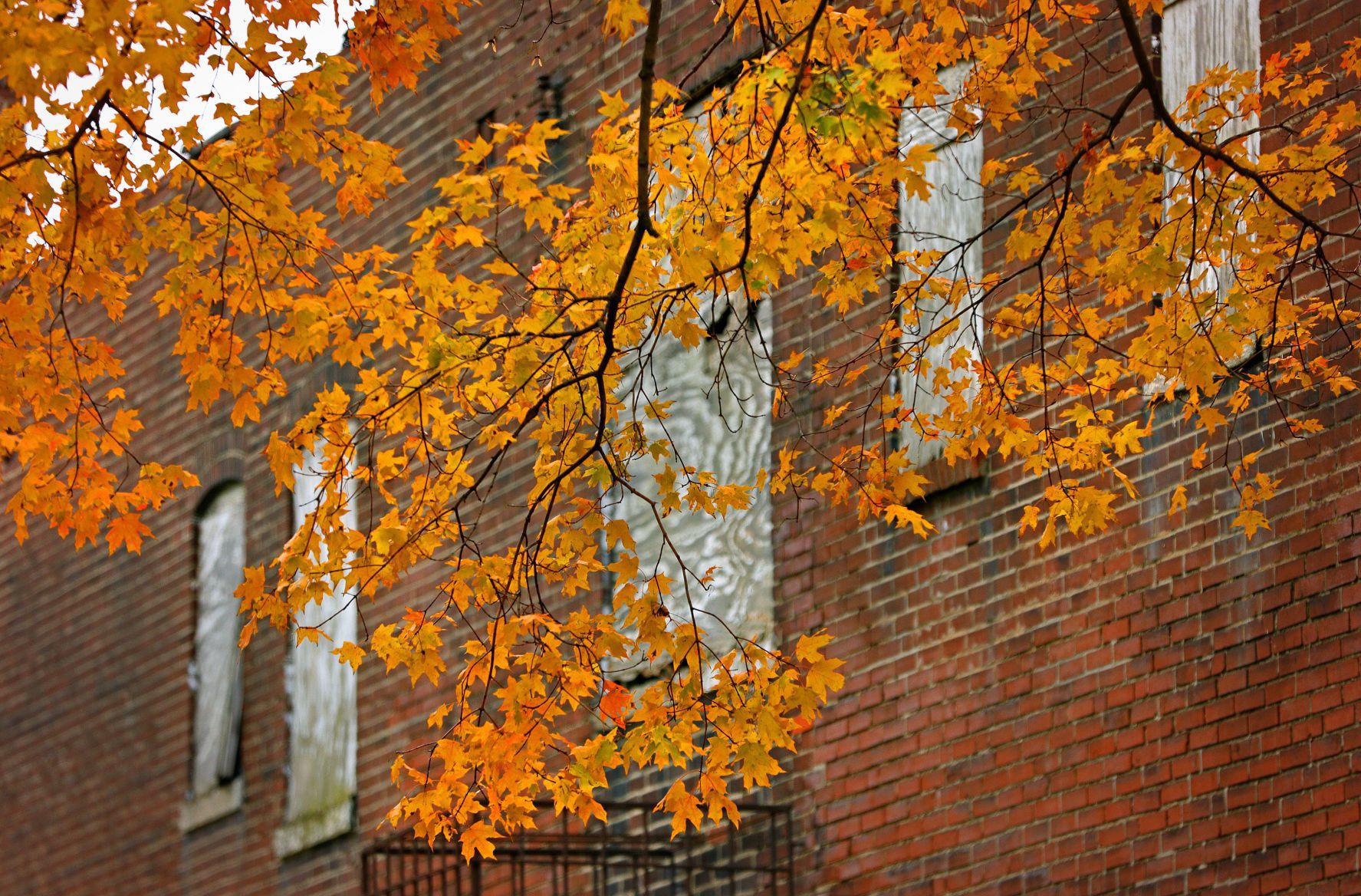 Fall colors burst around St. Louis' north side